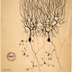 Illustration for article titled How Did Brains Evolve?